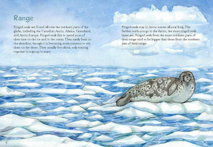 Animals Illustrated: Ringed Seal