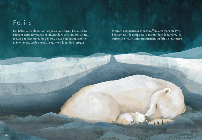 Animaux illustrés: Ours polaire / Polar Bear (FR)